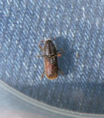 Hylurgus ligniperda